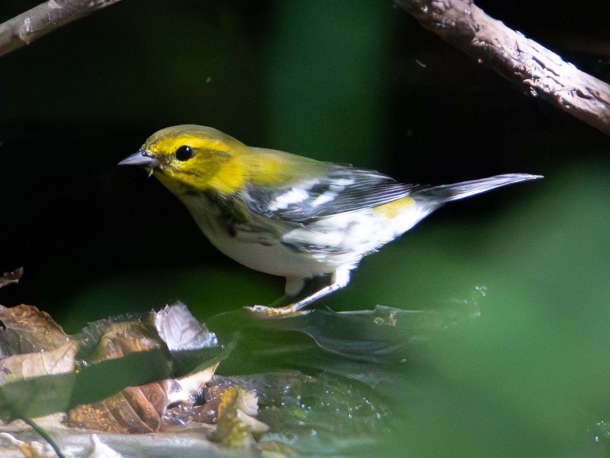 Black-throated Green Warbler - ML641800055