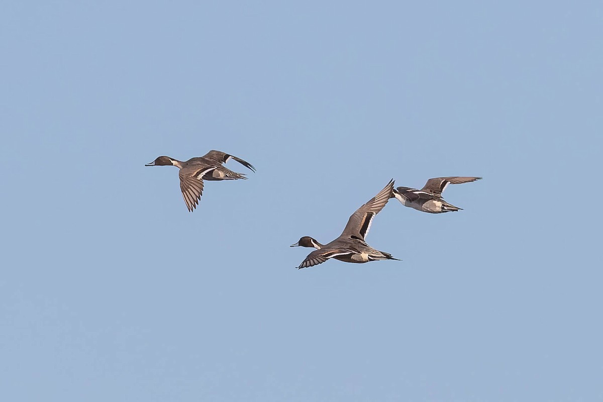 Northern Pintail - ML641800056