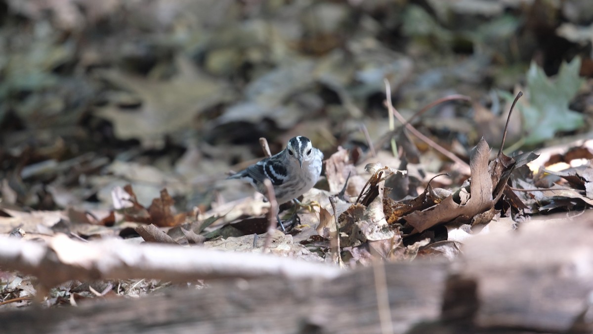 Black-and-white Warbler - ML641800063