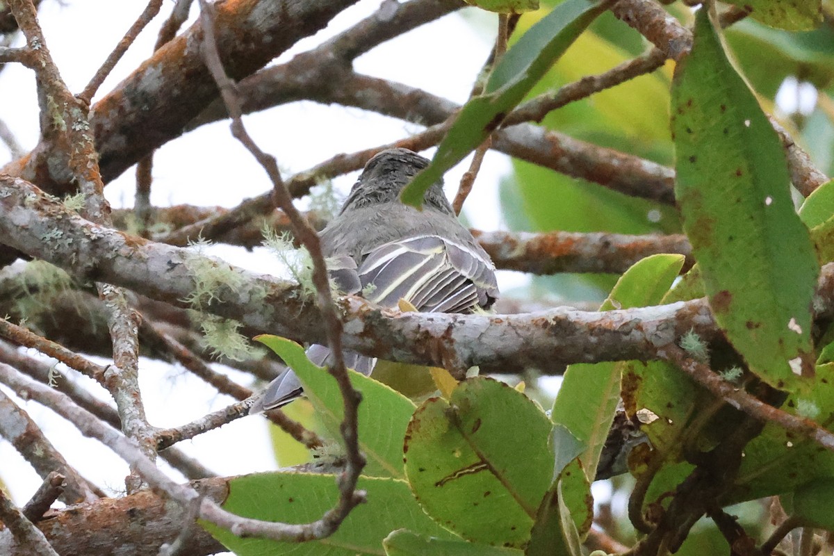 Pale-edged Flycatcher - ML641800078