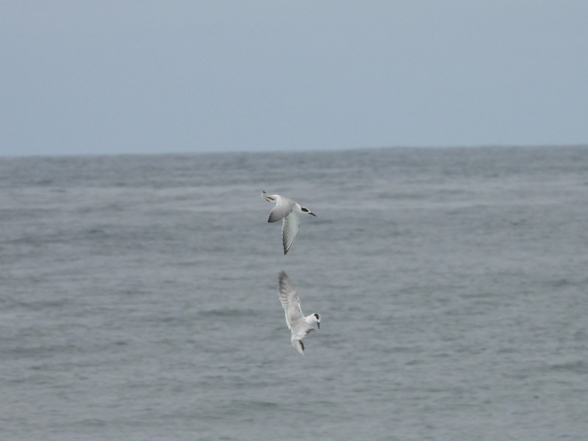 Forster's Tern - ML641800147