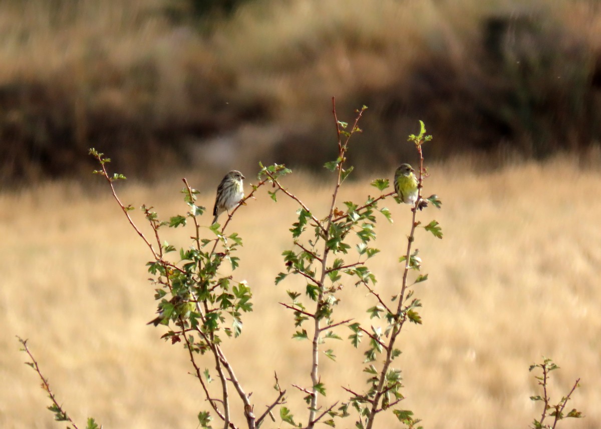 European Serin - ML641800198