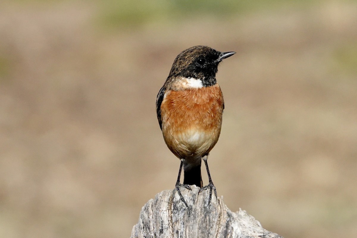 European Stonechat - ML641800202