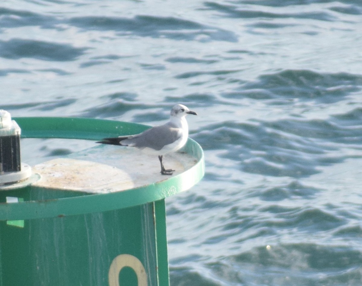 Laughing Gull - ML641800222