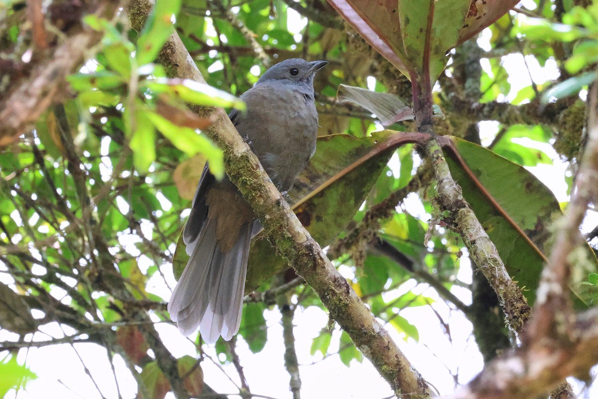 Dusky Piha - ML641800261