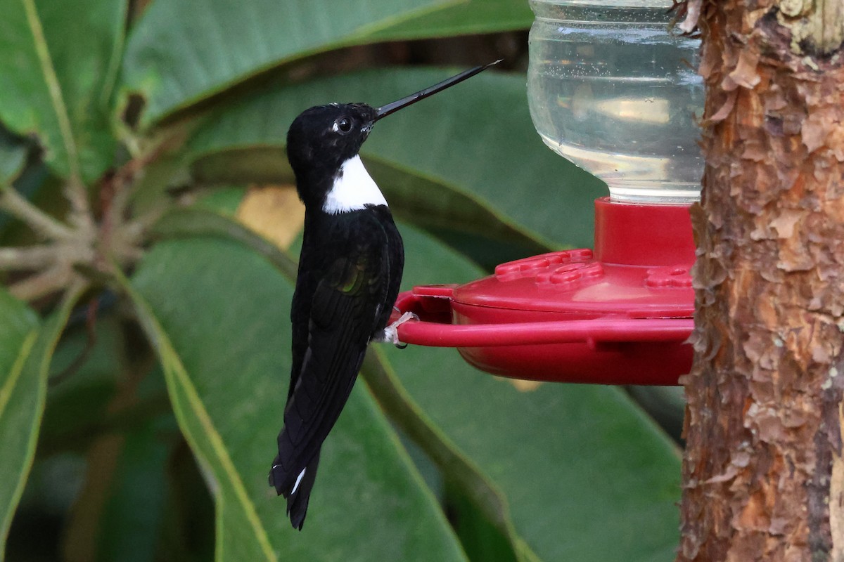 Collared Inca (Collared) - ML641800268