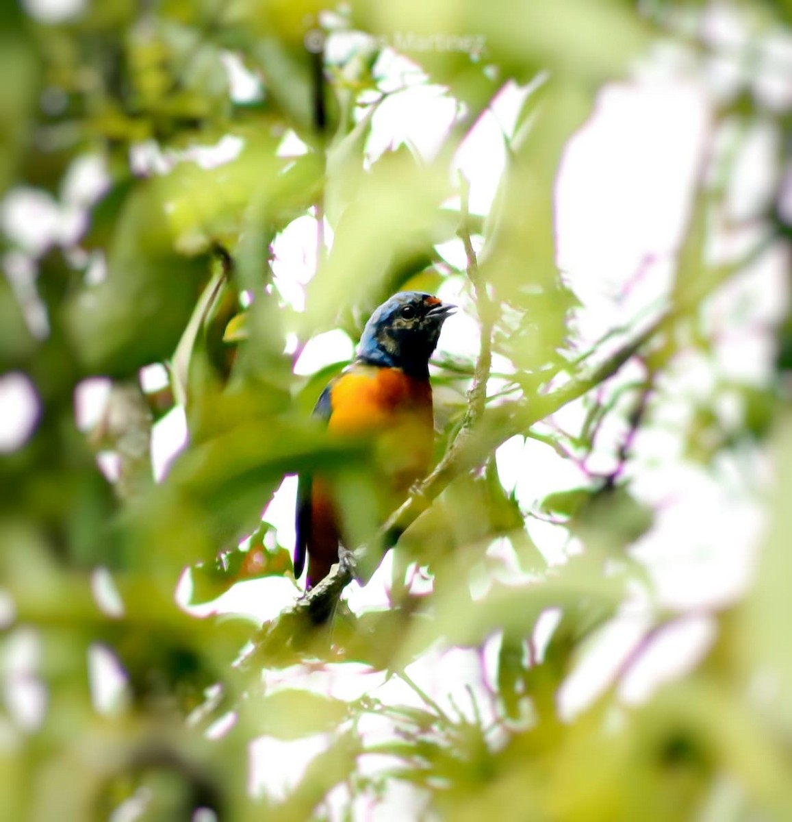 Elegant Euphonia - ML641800335