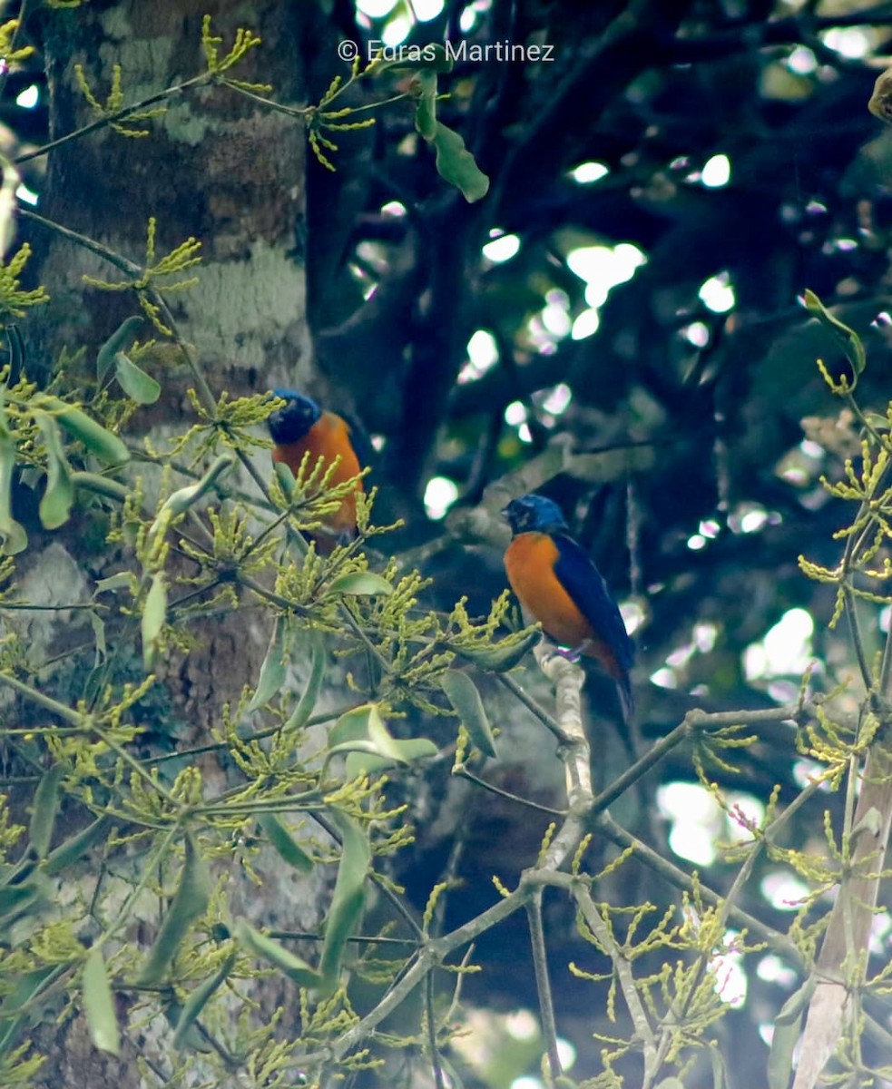 Elegant Euphonia - ML641800336