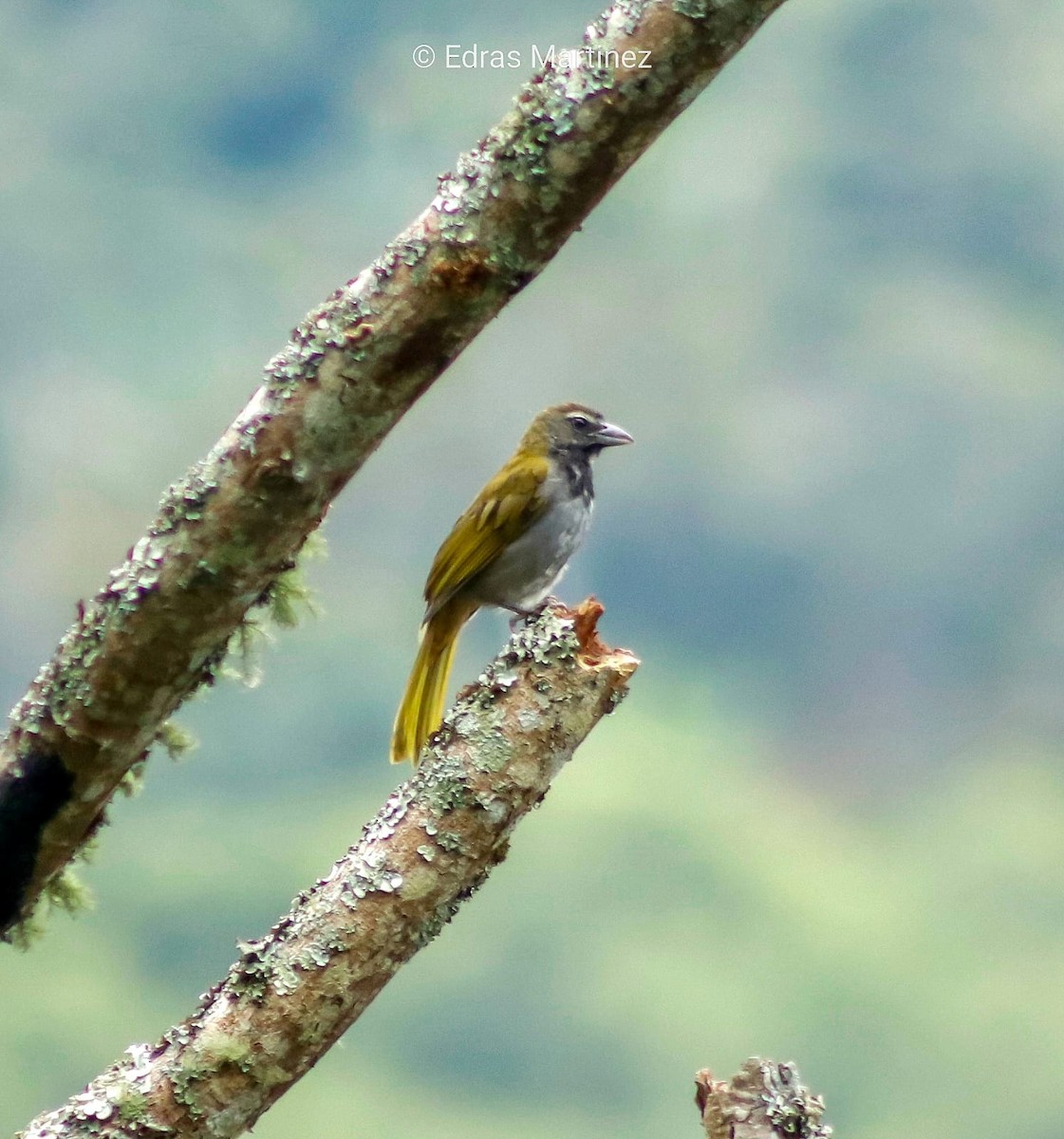 Buff-throated Saltator - ML641800367