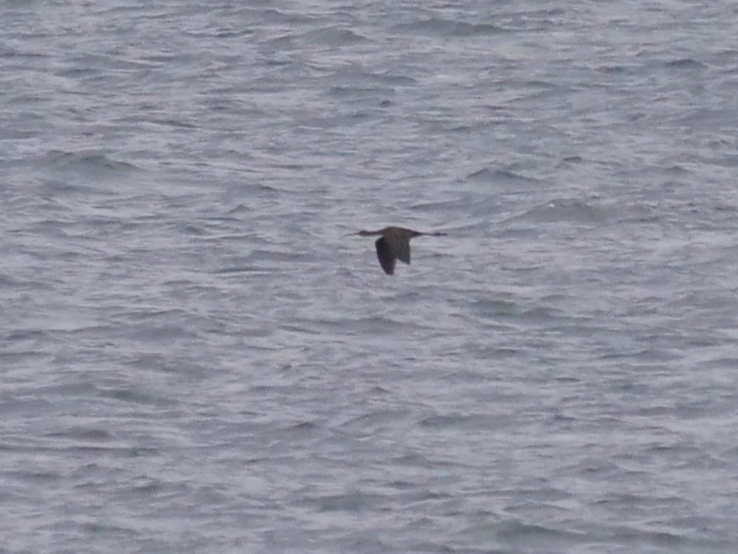 Glossy Ibis - ML641800374