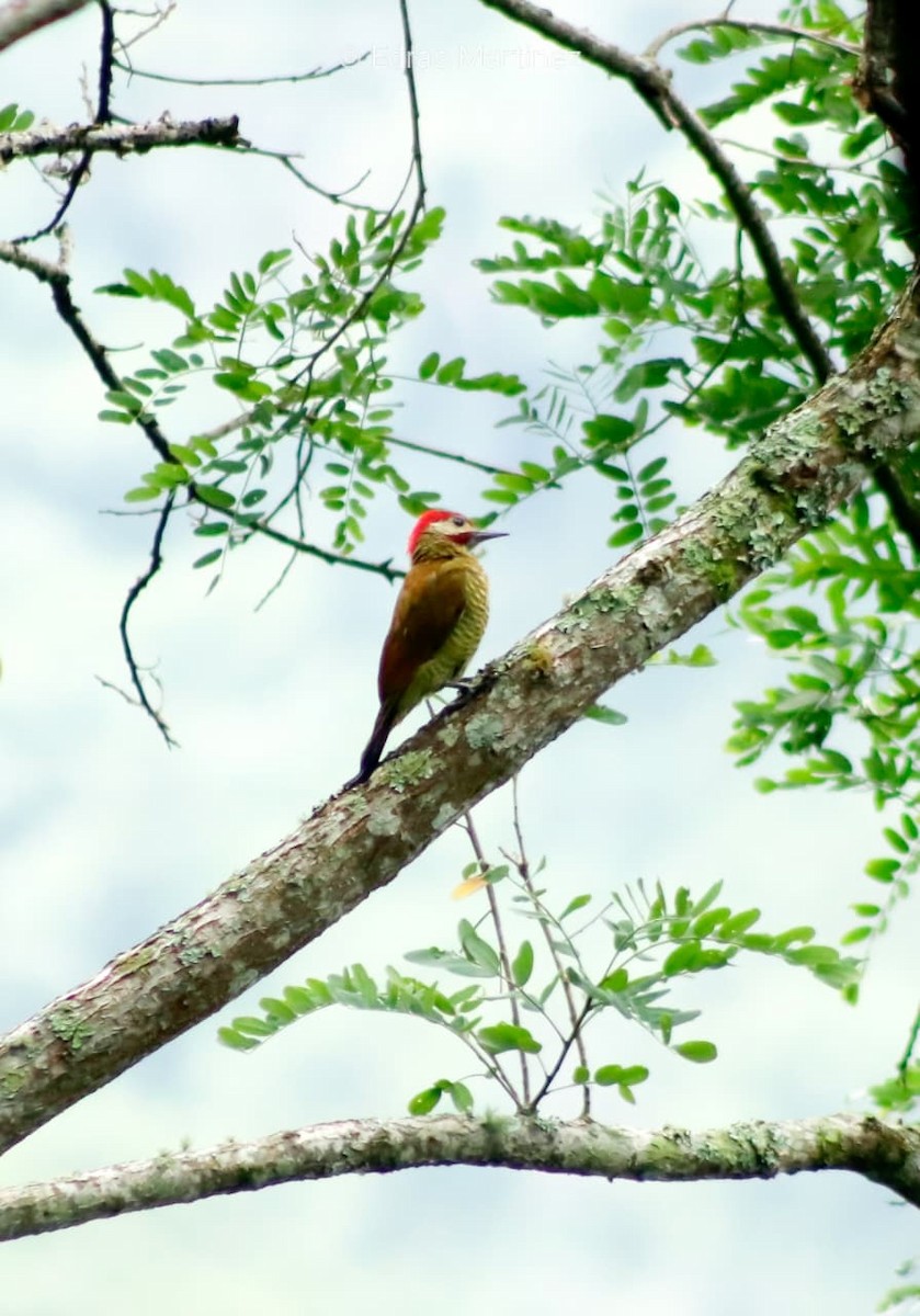 Golden-olive Woodpecker - ML641800389