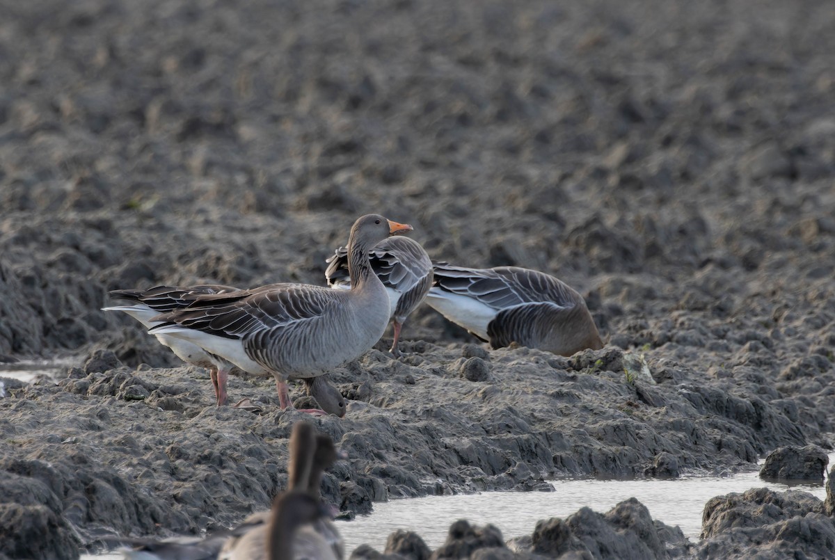 Graylag Goose - ML641800396