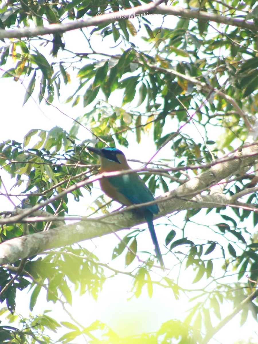 Lesson's Motmot - ML641800400