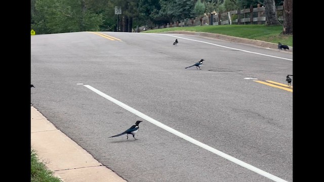Black-billed Magpie - ML641800404