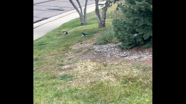 Black-billed Magpie - ML641800410