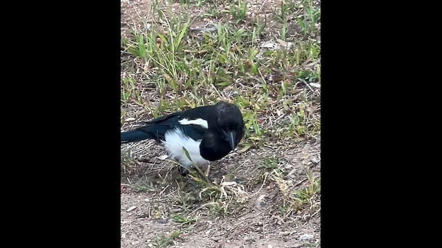 Black-billed Magpie - ML641800422