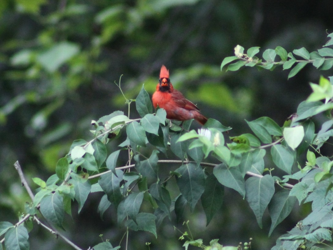 Cardinal rouge - ML641800423