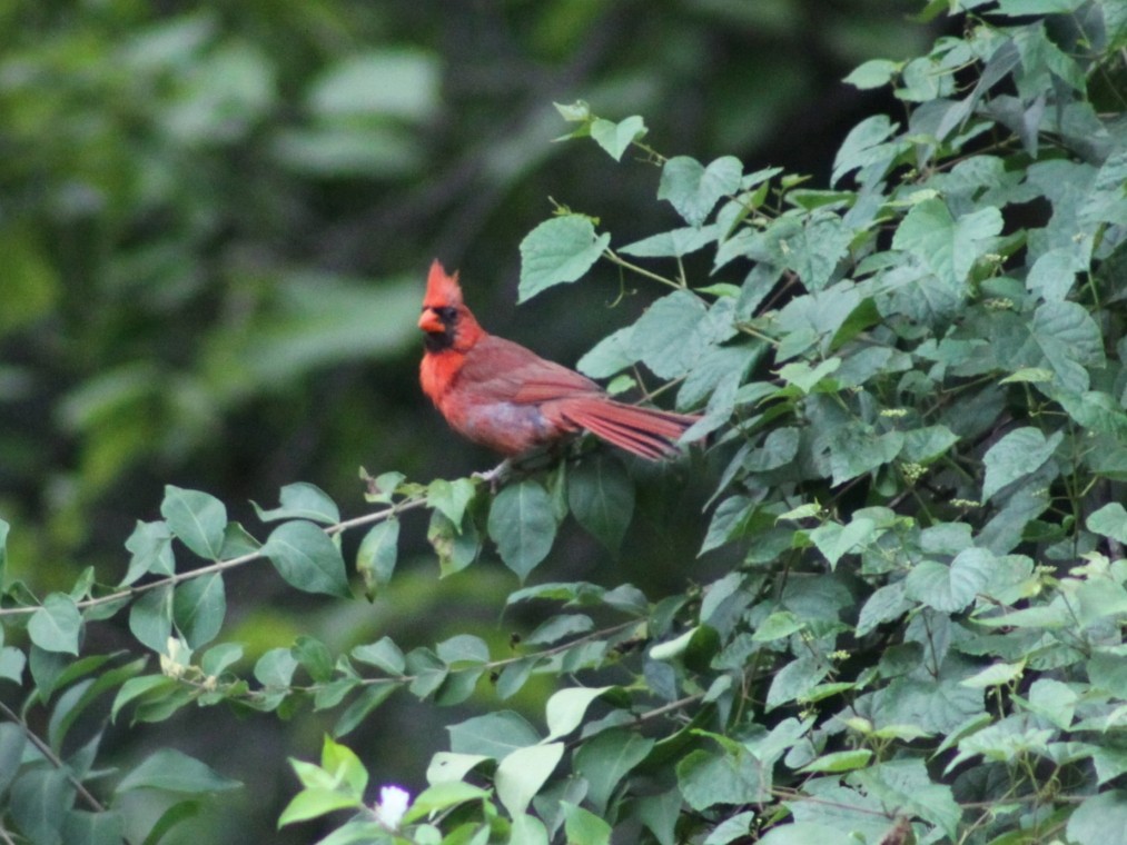 Cardinal rouge - ML641800424