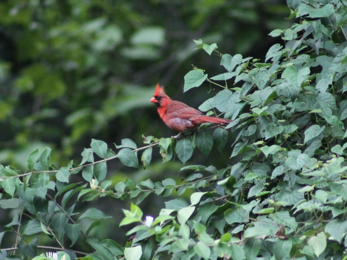 Cardinal rouge - ML641800425