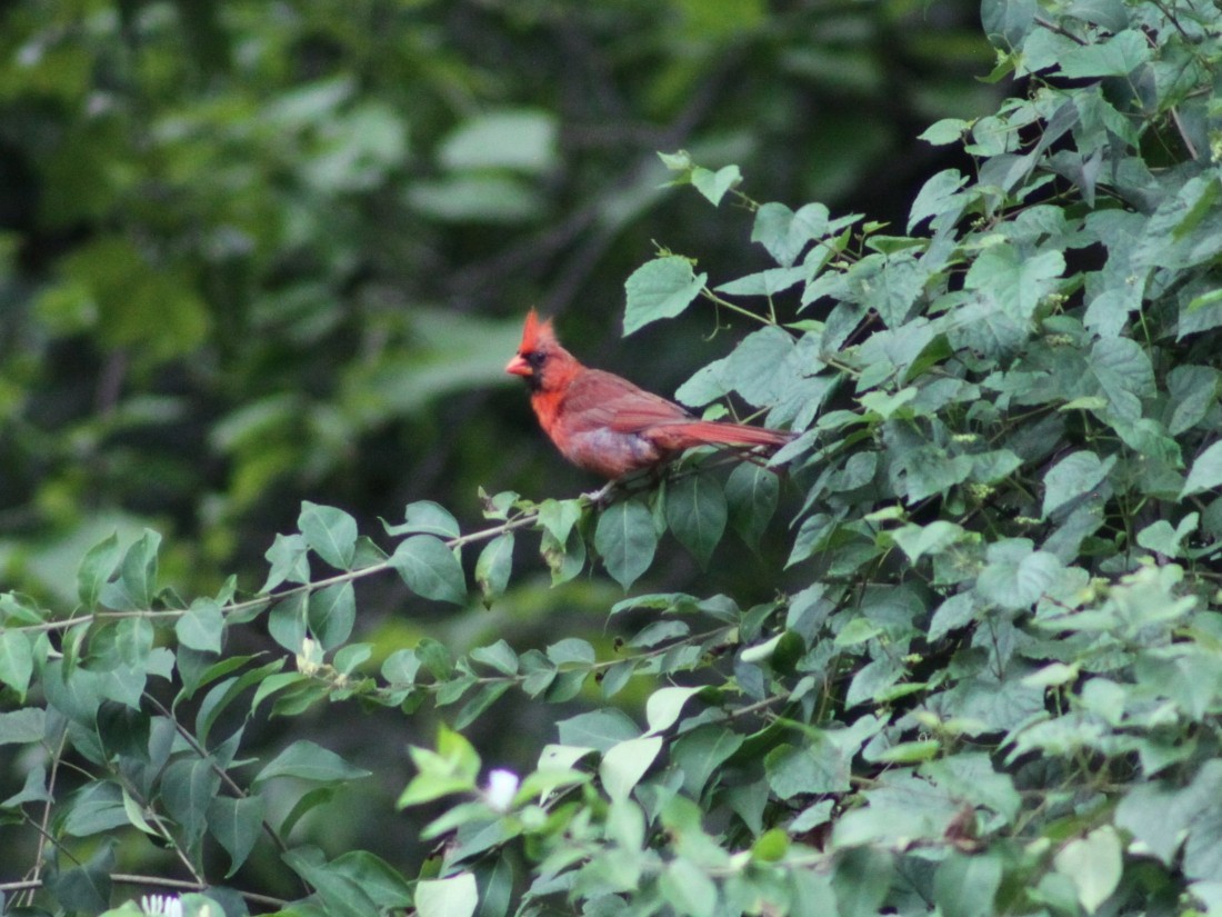 Cardinal rouge - ML641800426