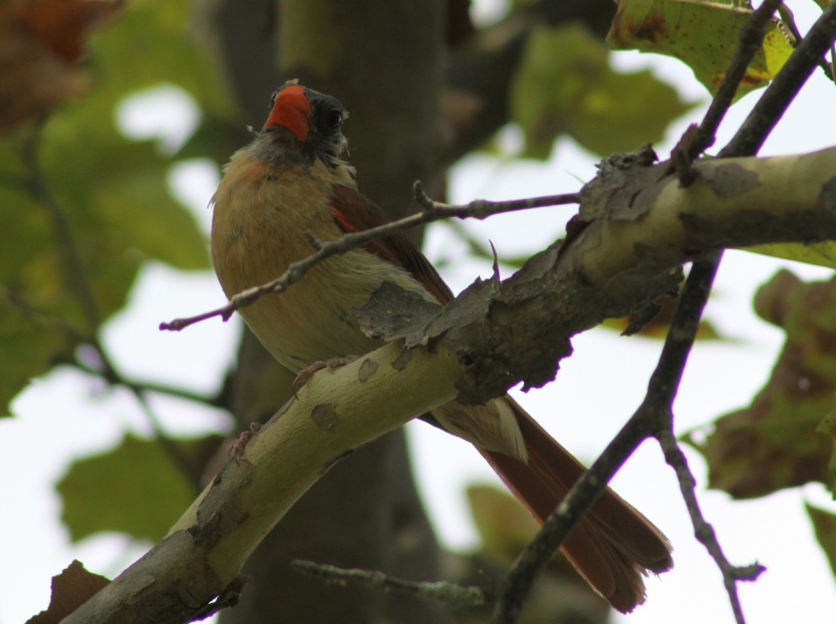 Cardinal rouge - ML641800427