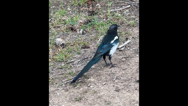 Black-billed Magpie - ML641800428