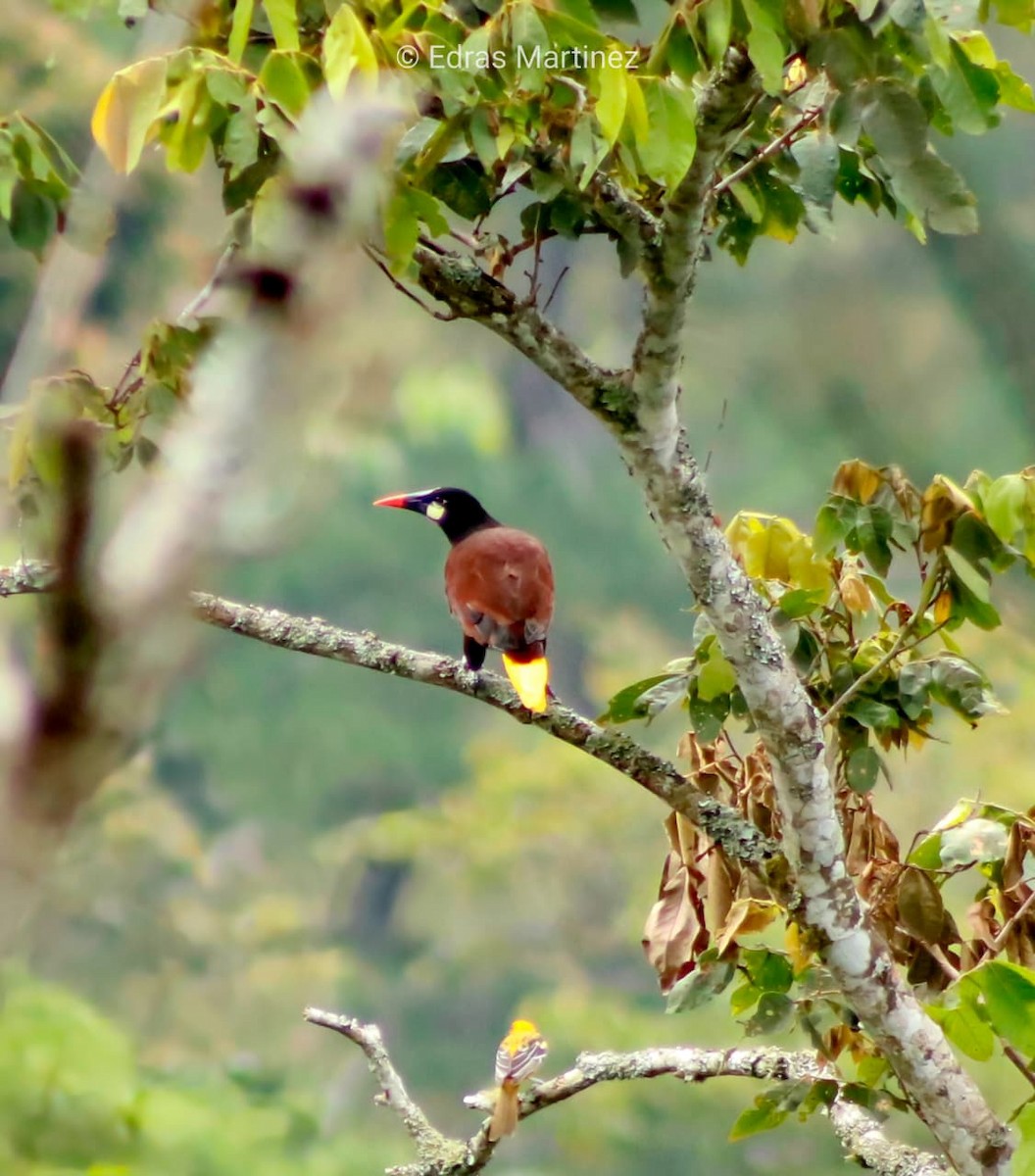 Montezuma Oropendola - ML641800461