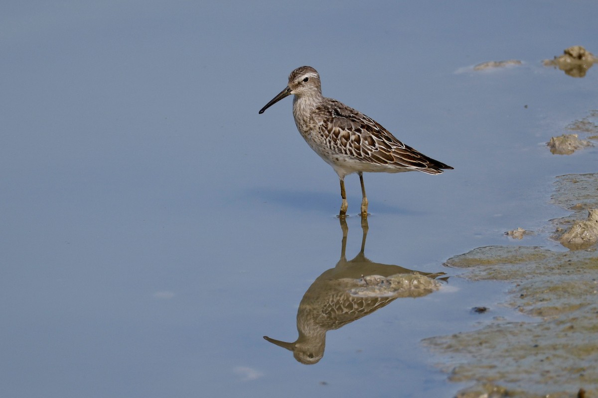 高蹺濱鷸 - ML641800473