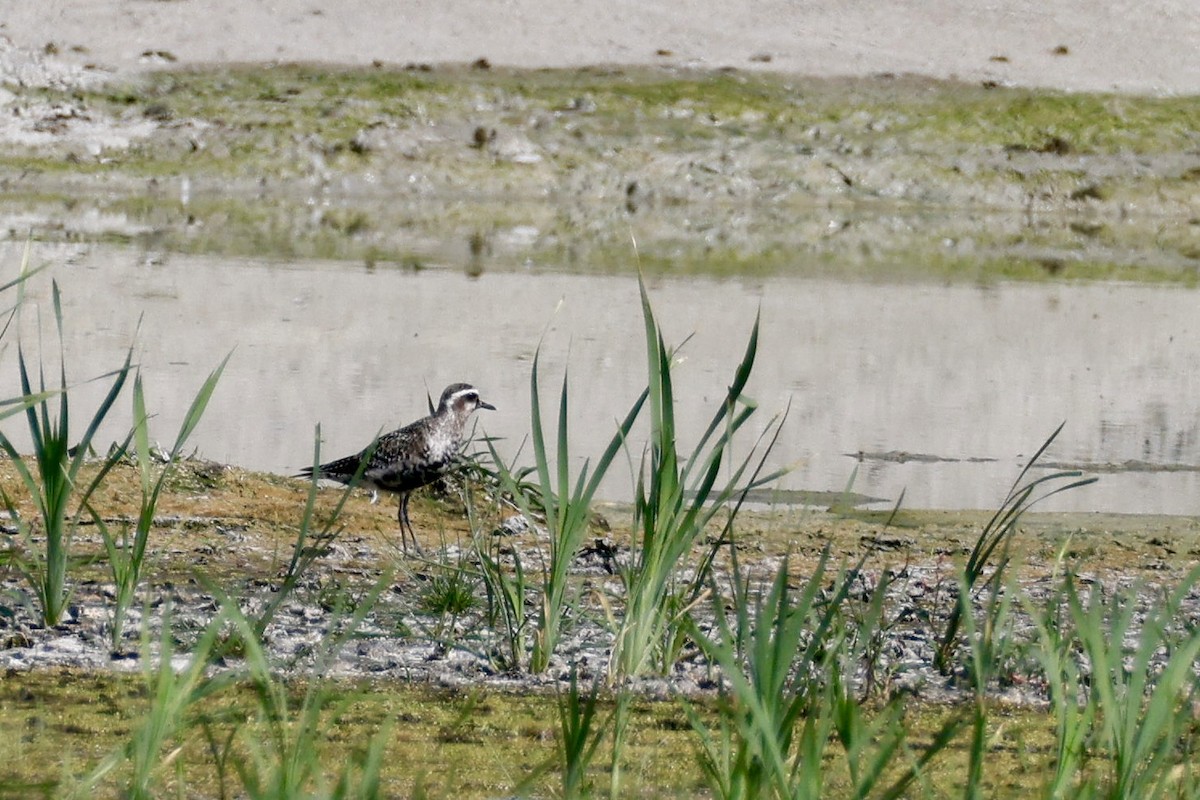 American Golden-Plover - ML641800486