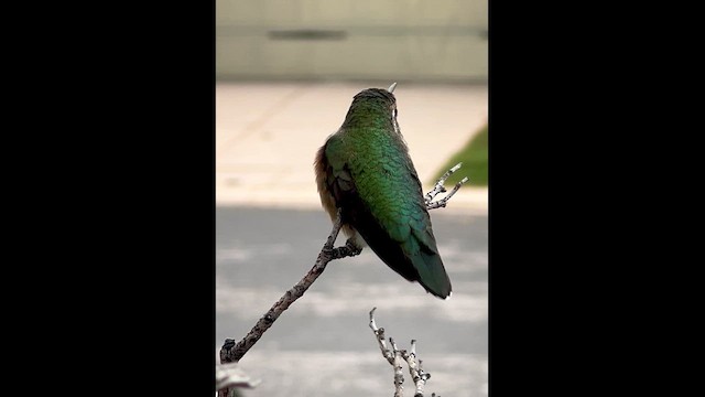 Broad-tailed Hummingbird - ML641800505
