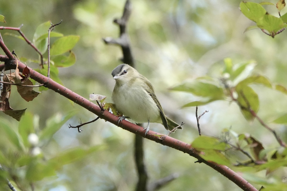 Red-eyed Vireo - ML641800509