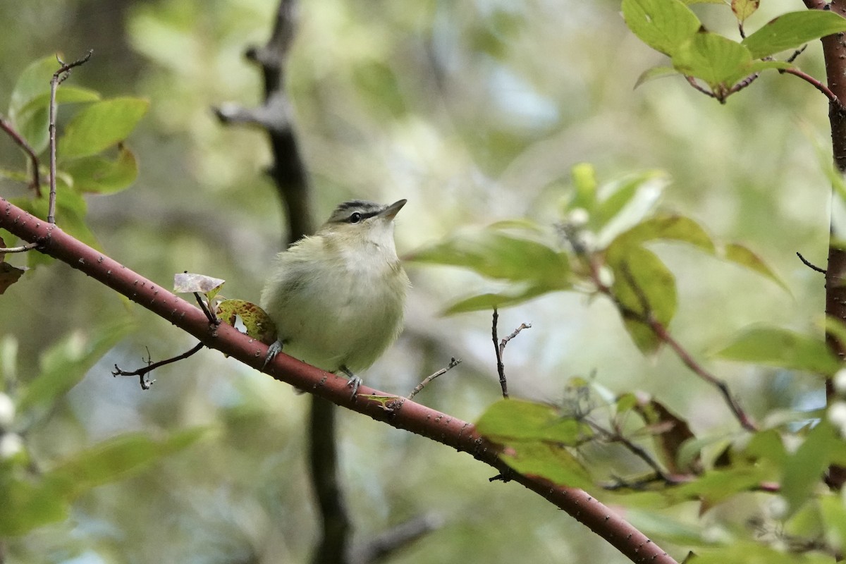 Red-eyed Vireo - ML641800510