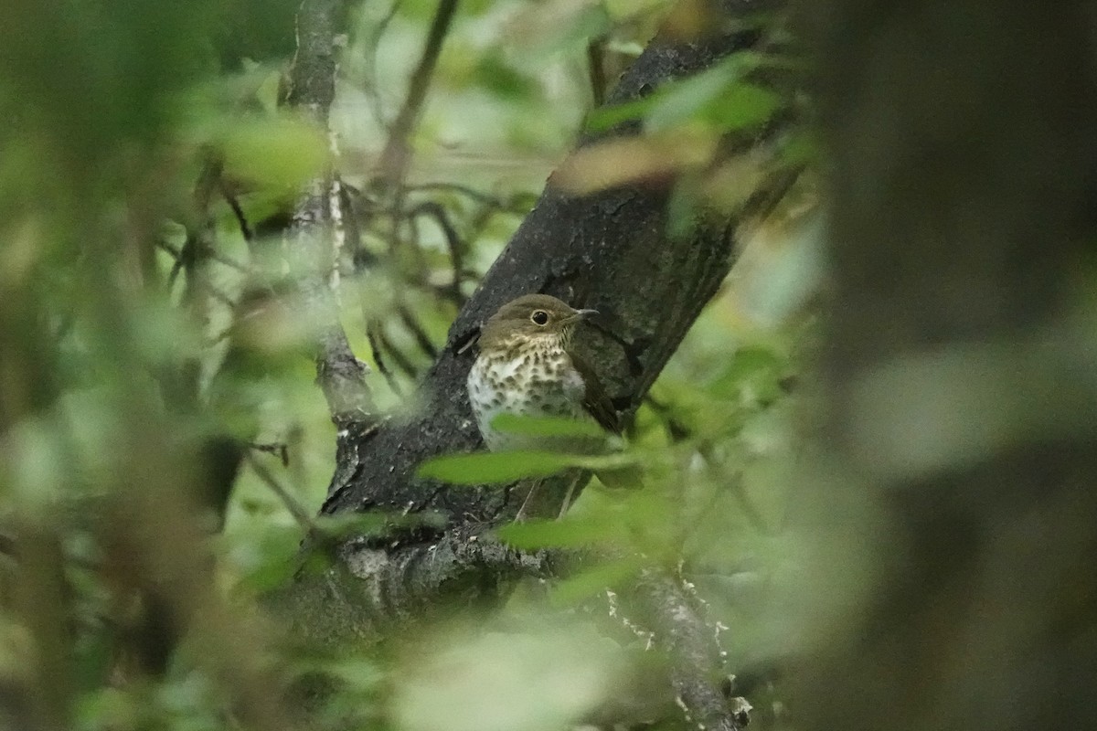 Swainson's Thrush - ML641800518