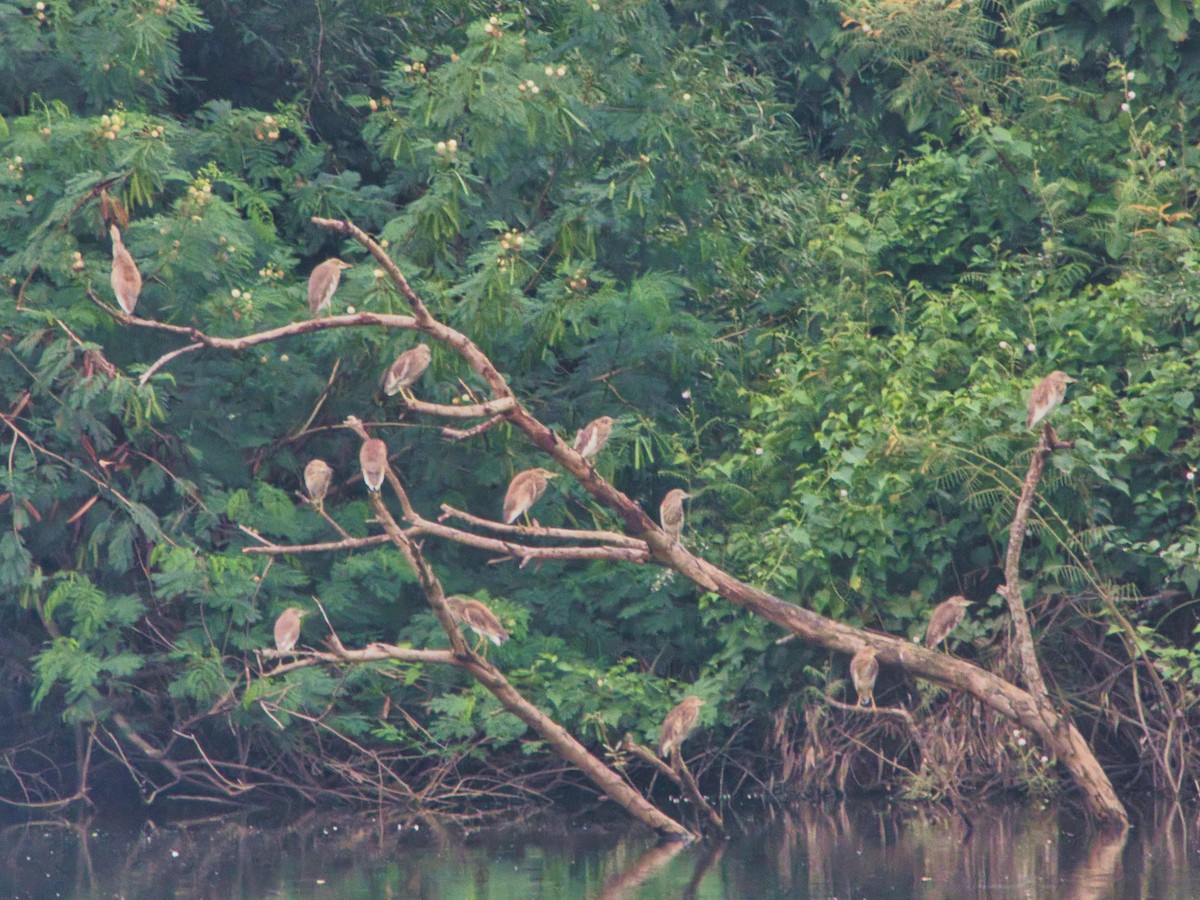 Chinese Pond-Heron - ML641800523