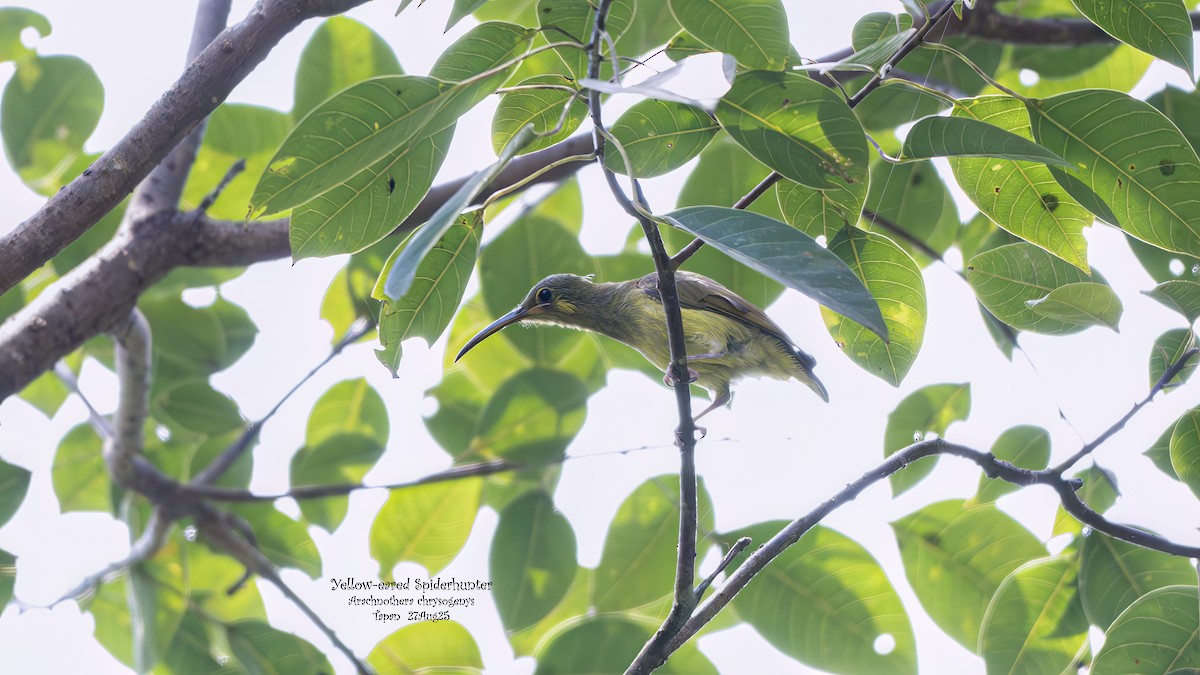 Yellow-eared Spiderhunter - ML641800545