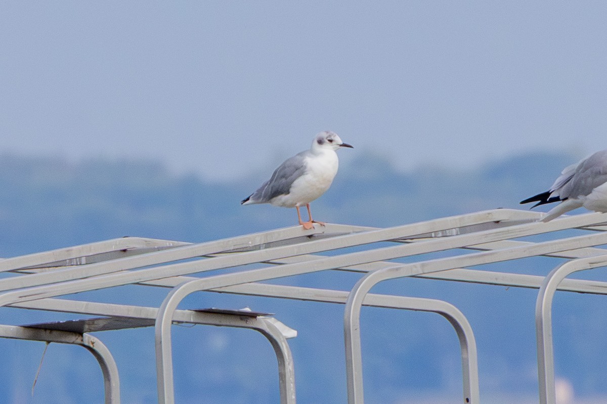 Bonaparte's Gull - ML641800548