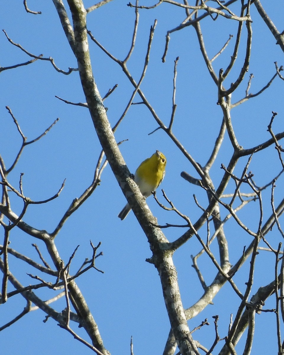 Sarı Gerdanlı Vireo - ML641800559
