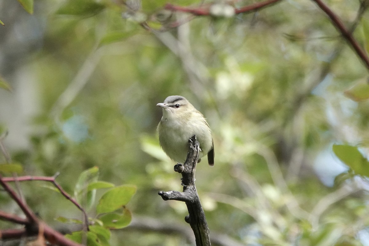Red-eyed Vireo - ML641800566