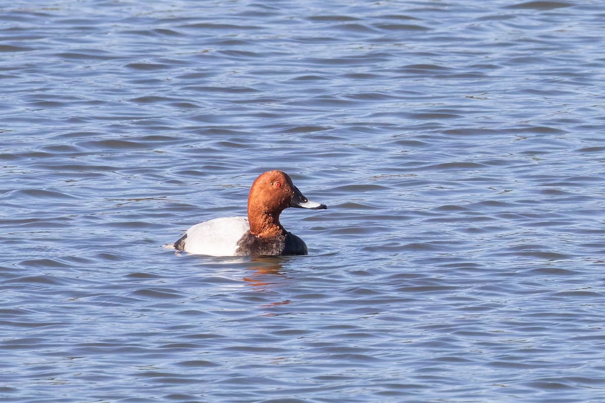 Common Pochard - ML641800582