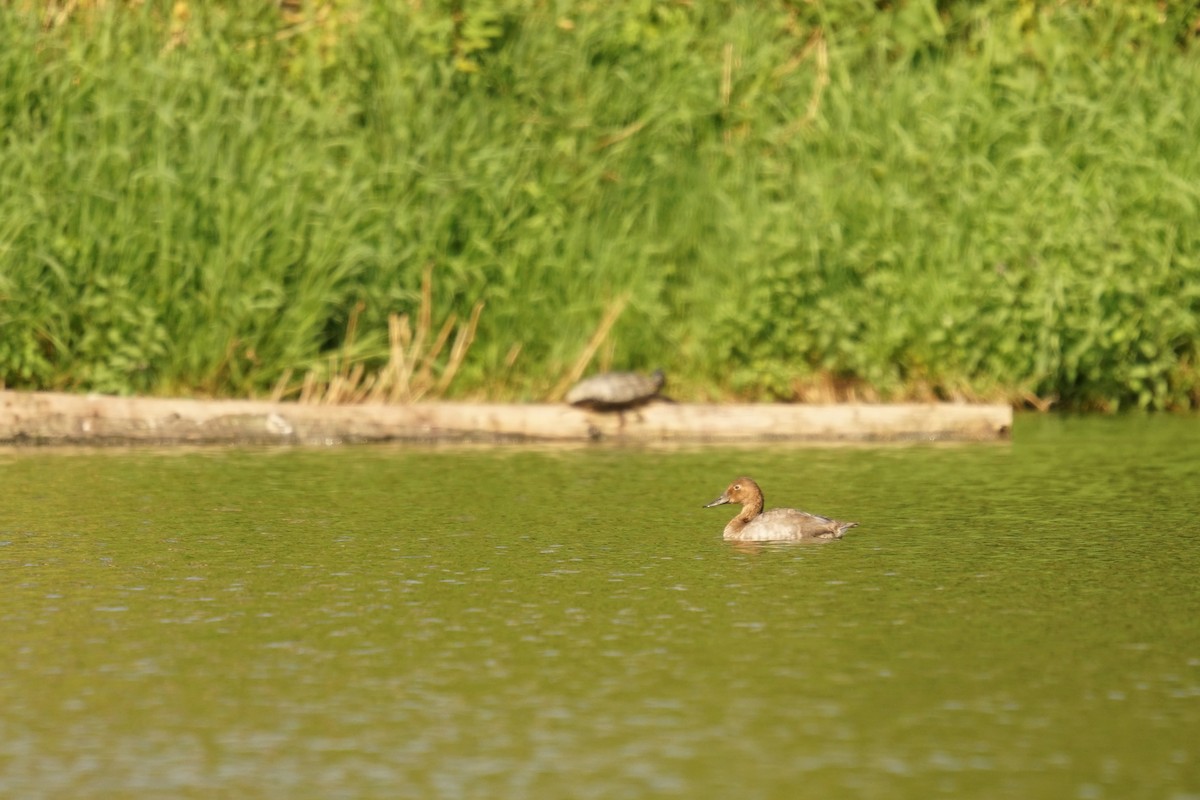 Canvasback - ML641800600