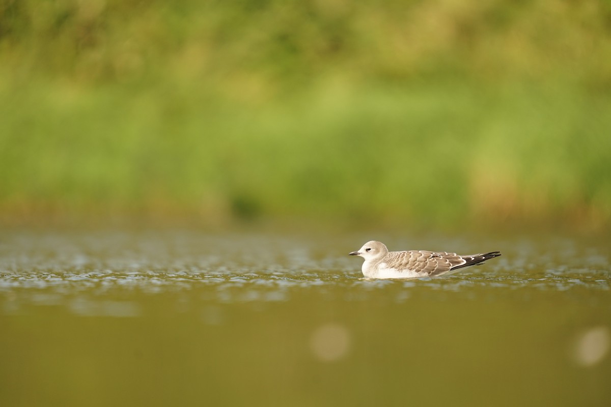 Sabine's Gull - ML641800603