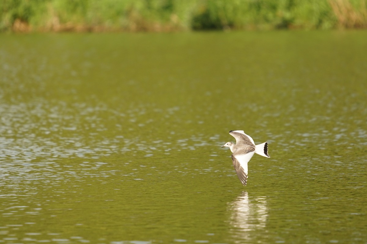Sabine's Gull - ML641800605