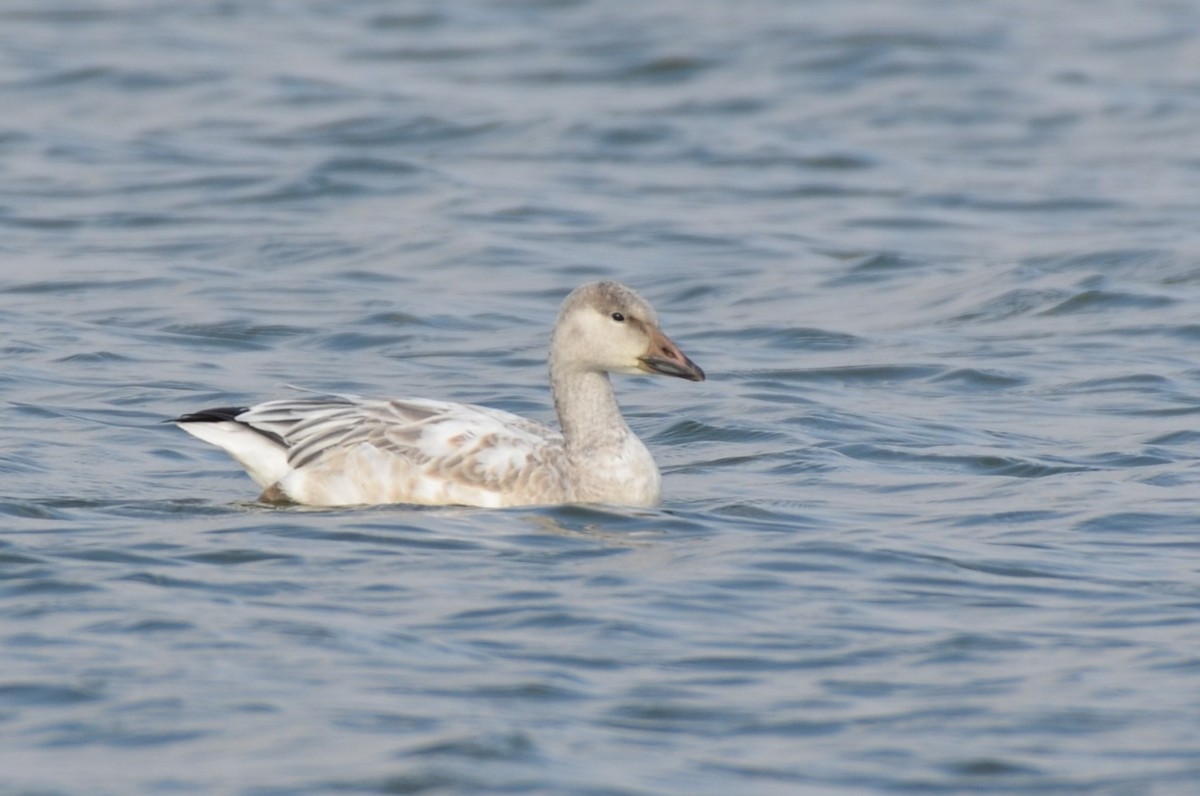 Snow Goose - ML641800611