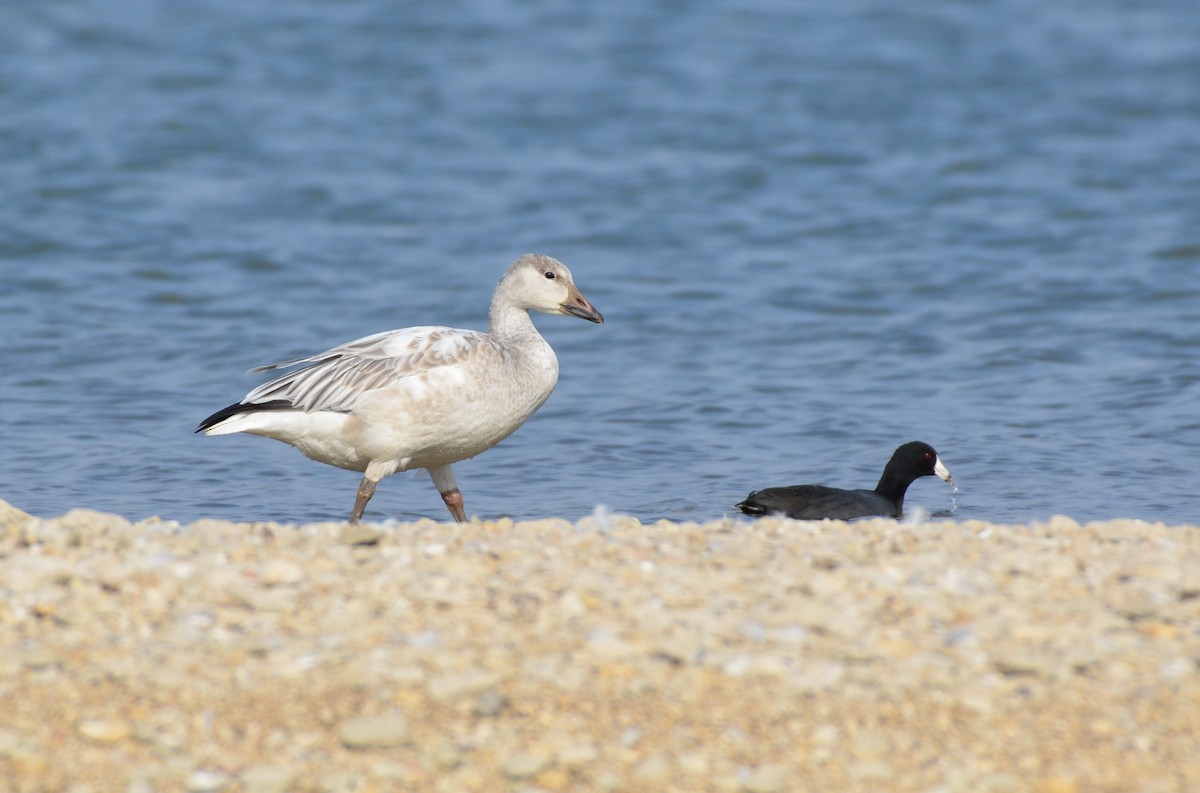 Snow Goose - ML641800617
