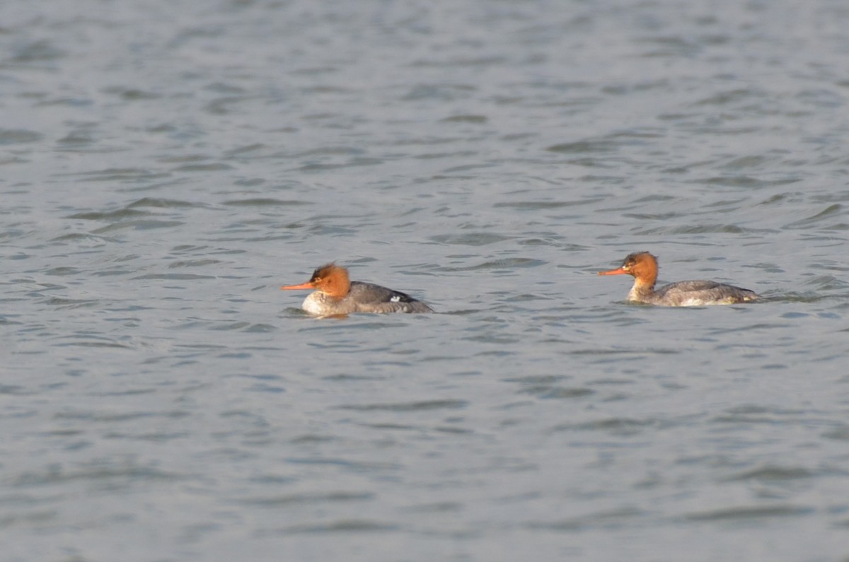 Red-breasted Merganser - ML641800624
