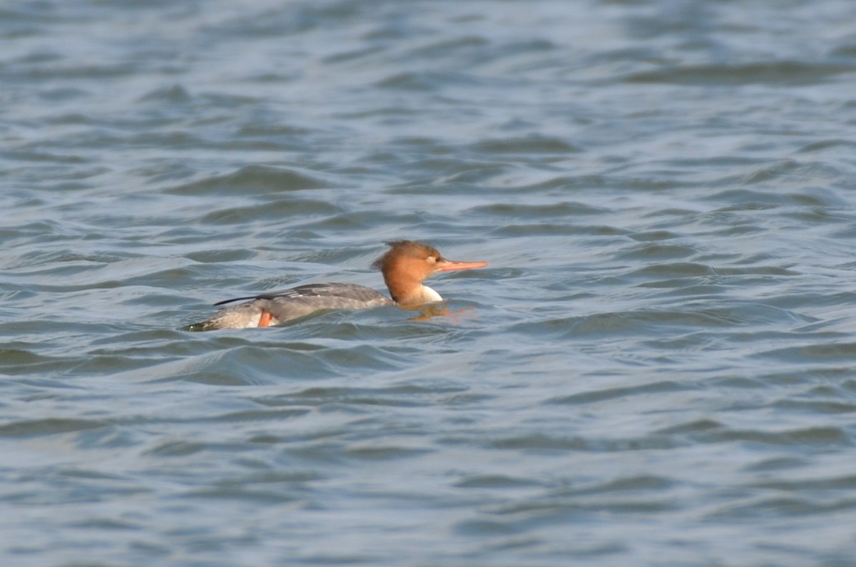 Red-breasted Merganser - ML641800626