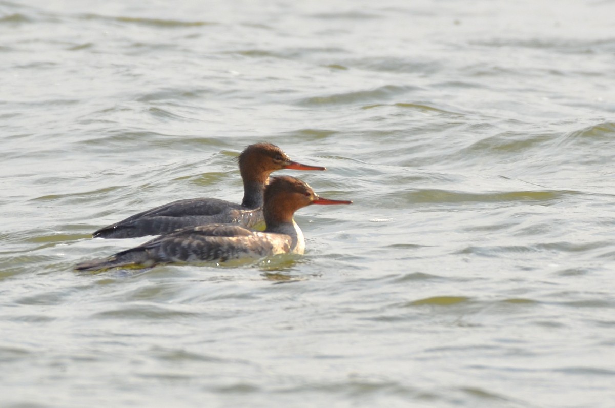 Red-breasted Merganser - ML641800635