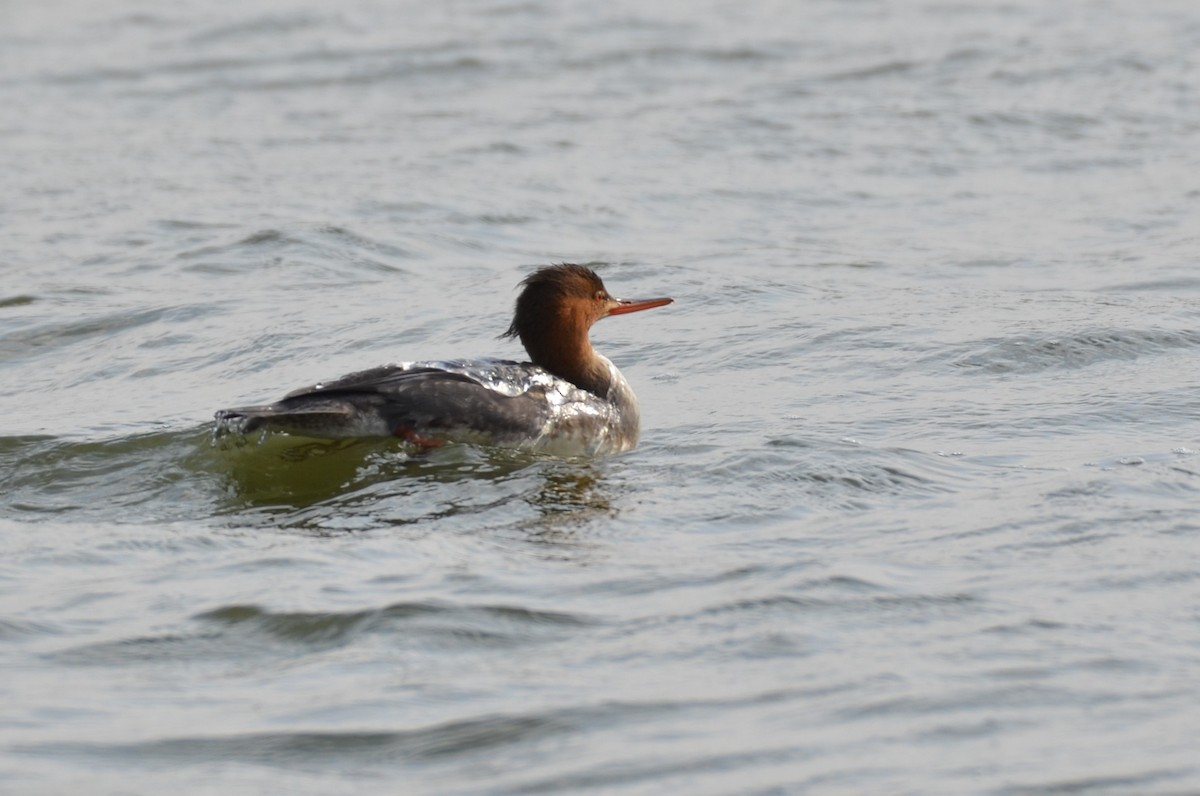 Red-breasted Merganser - ML641800639