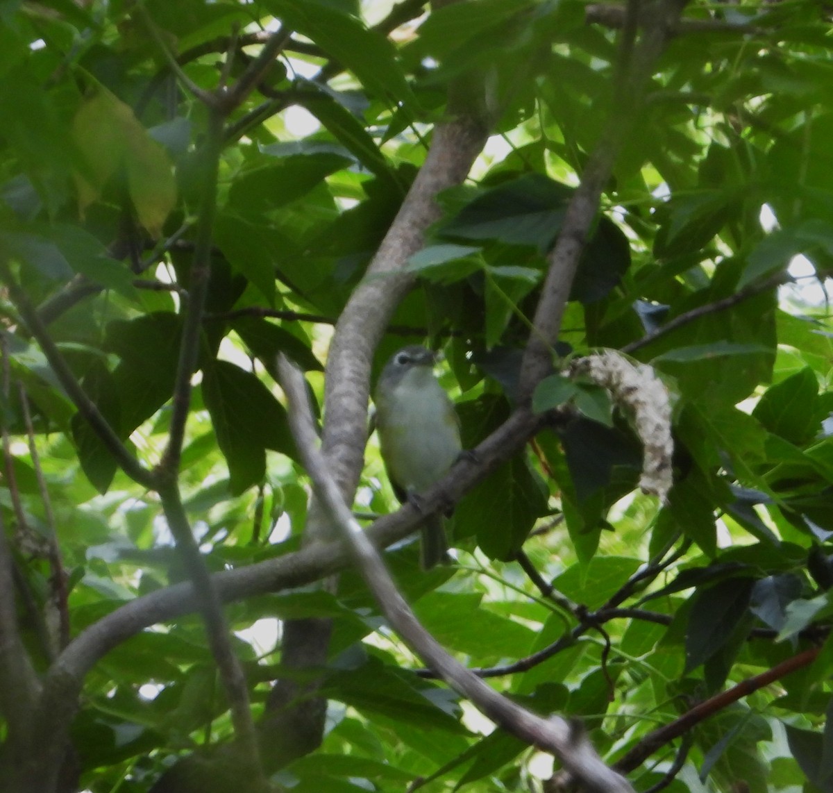 Blue-headed Vireo - ML641800653