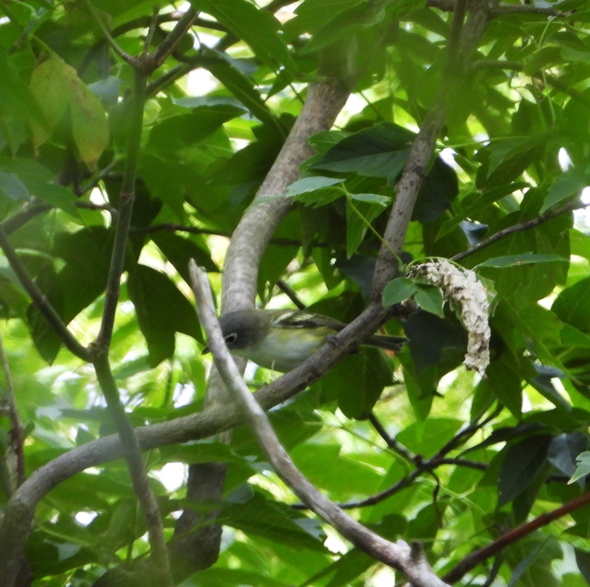 Blue-headed Vireo - ML641800655